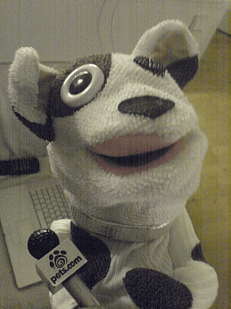 Ponožkový maskot společnosti Petsy.com z počátku 21. století