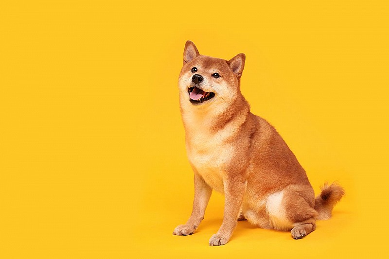 Shiba Inu Gründer kündigt historische Ankündigung inmitten der Markterholung an