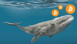 BTC Bitcoin Whale