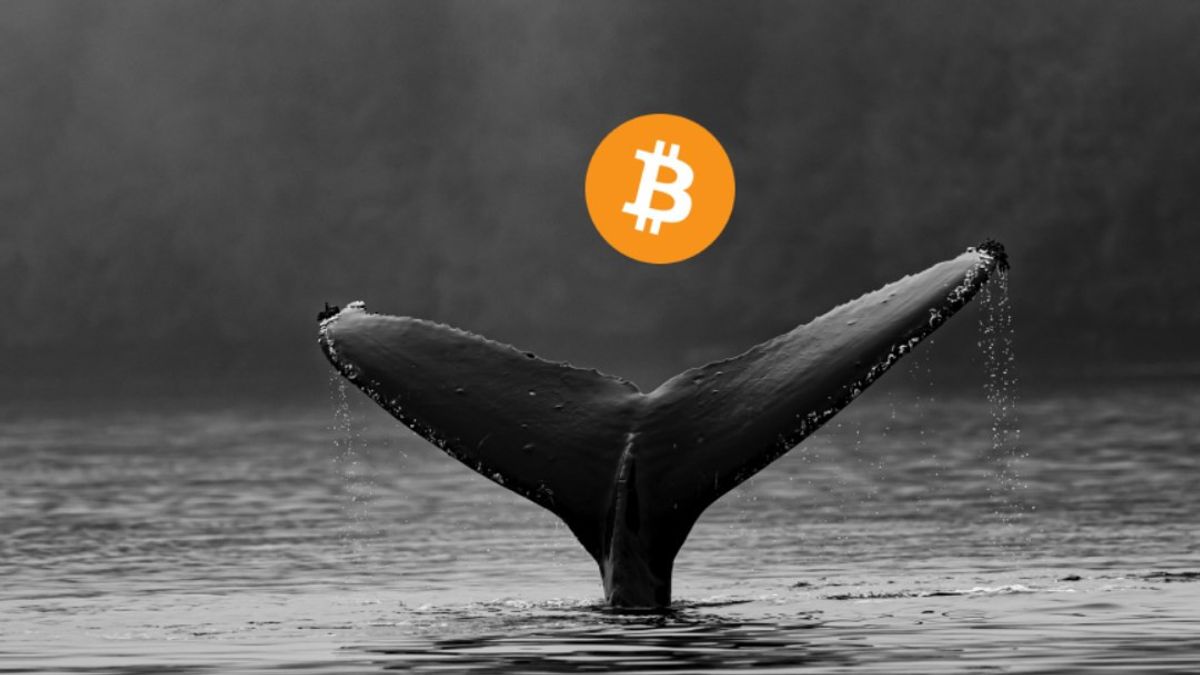 Crypto Whales Have Amassed Over $300 Million Worth of Bitcoin in the Last Month