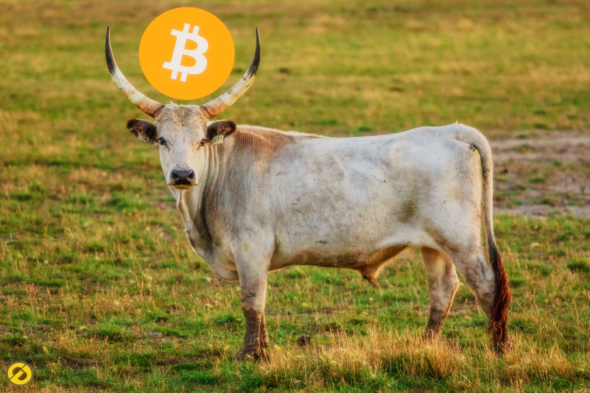 Bitcoin Bull Market Could Extend Until Late 2025, Analyst Suggests