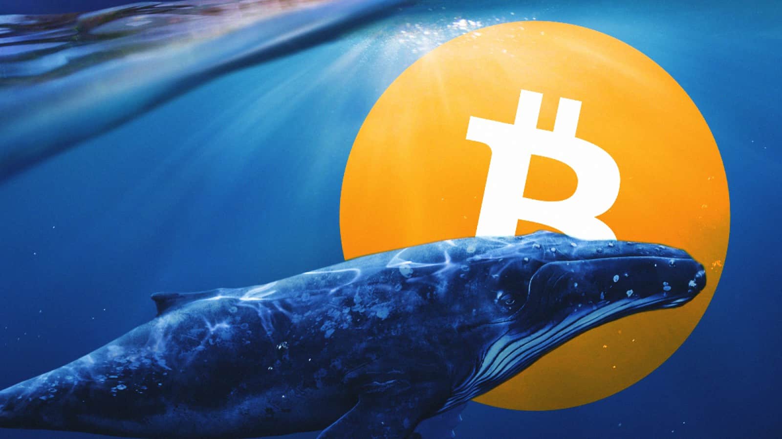 Bitcoin Whales Ramp Up Purchases as Prices Drop