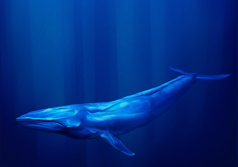 Here Are 4 Cryptocurrencies Whales Have Been Accumulating During the Dip