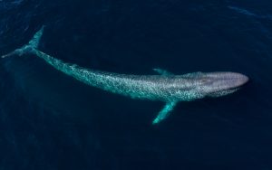 whales