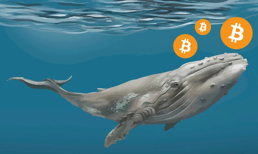 Bitcoin Whales Show Confidence Despite Price Drop, Says CryptoQuant Report