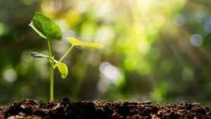 green cryptos