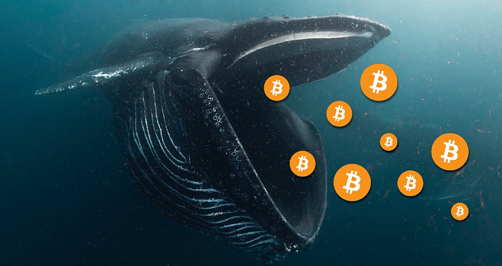 Bitcoin Whale Invests Almost $47 Million Despite Losses