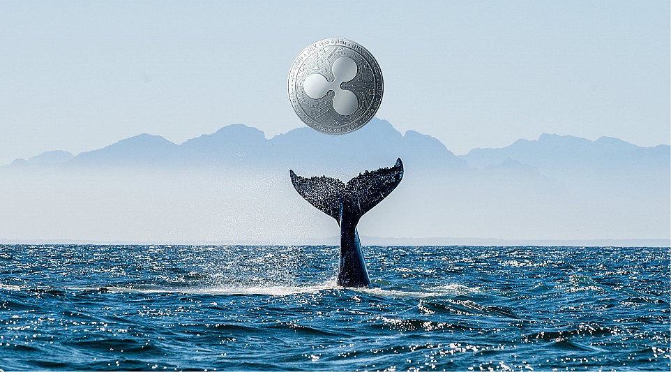 XRP Sees Renewed Optimism as Whales Buy During Market Crash