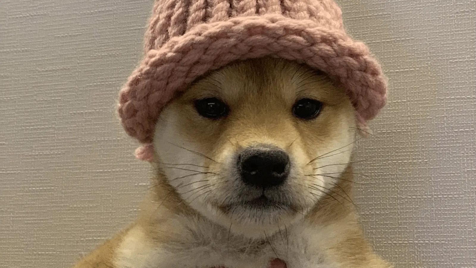Dogwifhat Worth Dips 20% – Can Maxi Doge Be part of the Ranks of the Greatest Meme Cash