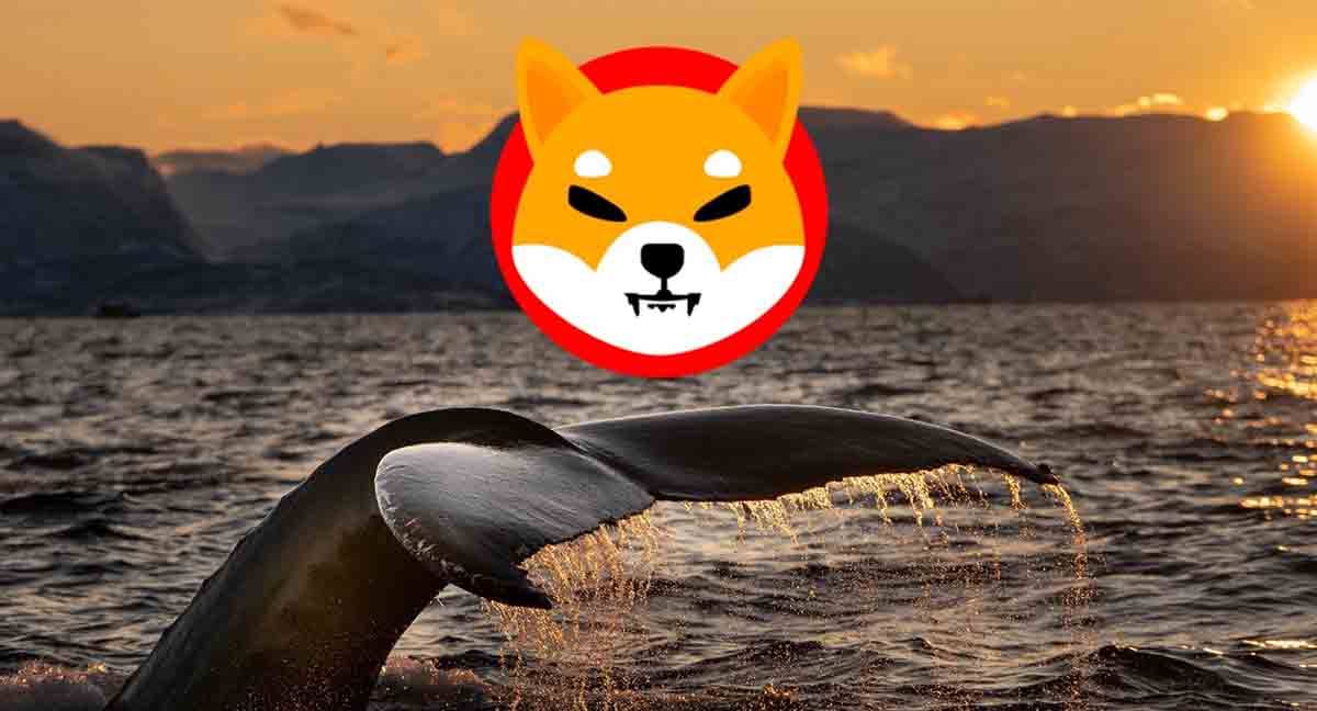 Ballenas SHIB frenan movimientos: ¿están migrando a la preventa de Snorter?