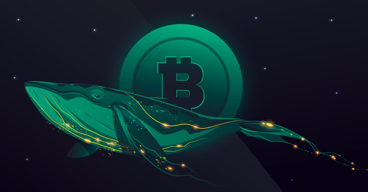 Las ballenas de Bitcoin se acumulan y los tenedores a largo plazo alcanzan su máximo histórico