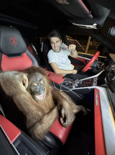 novakovic i orangutan