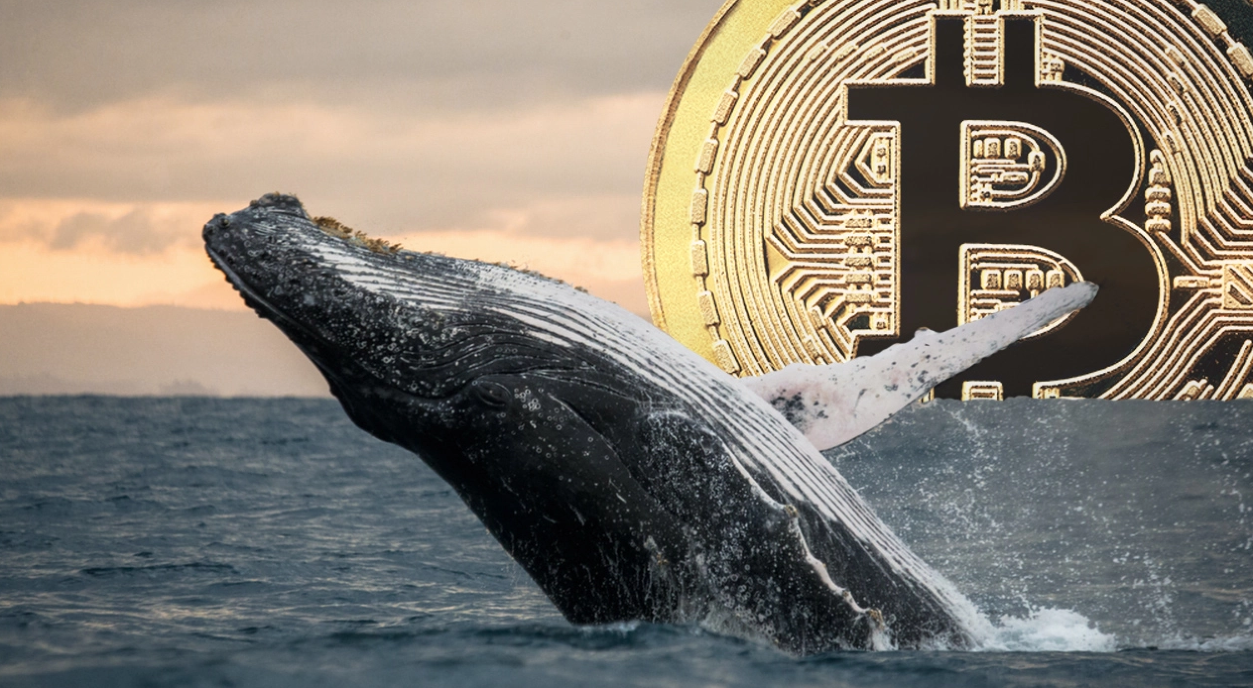 Крипто кит купува Биткойн за над $1 милион всеки ден
