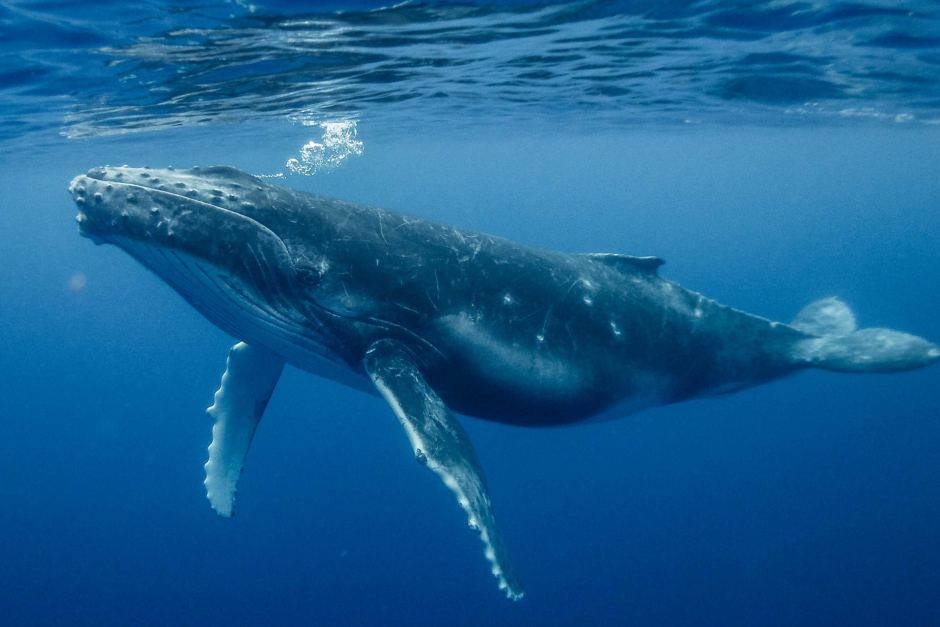 Нови теории покрай скорошните движения на крипто китовете