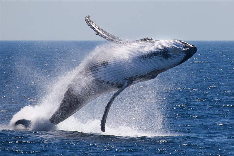 Проучване сочи, че Биткойн китовете стабилизират пазара