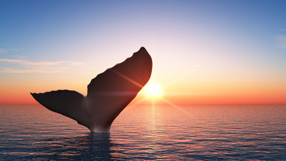 Какво могат да означават спящите китове за цената на Биткойн?