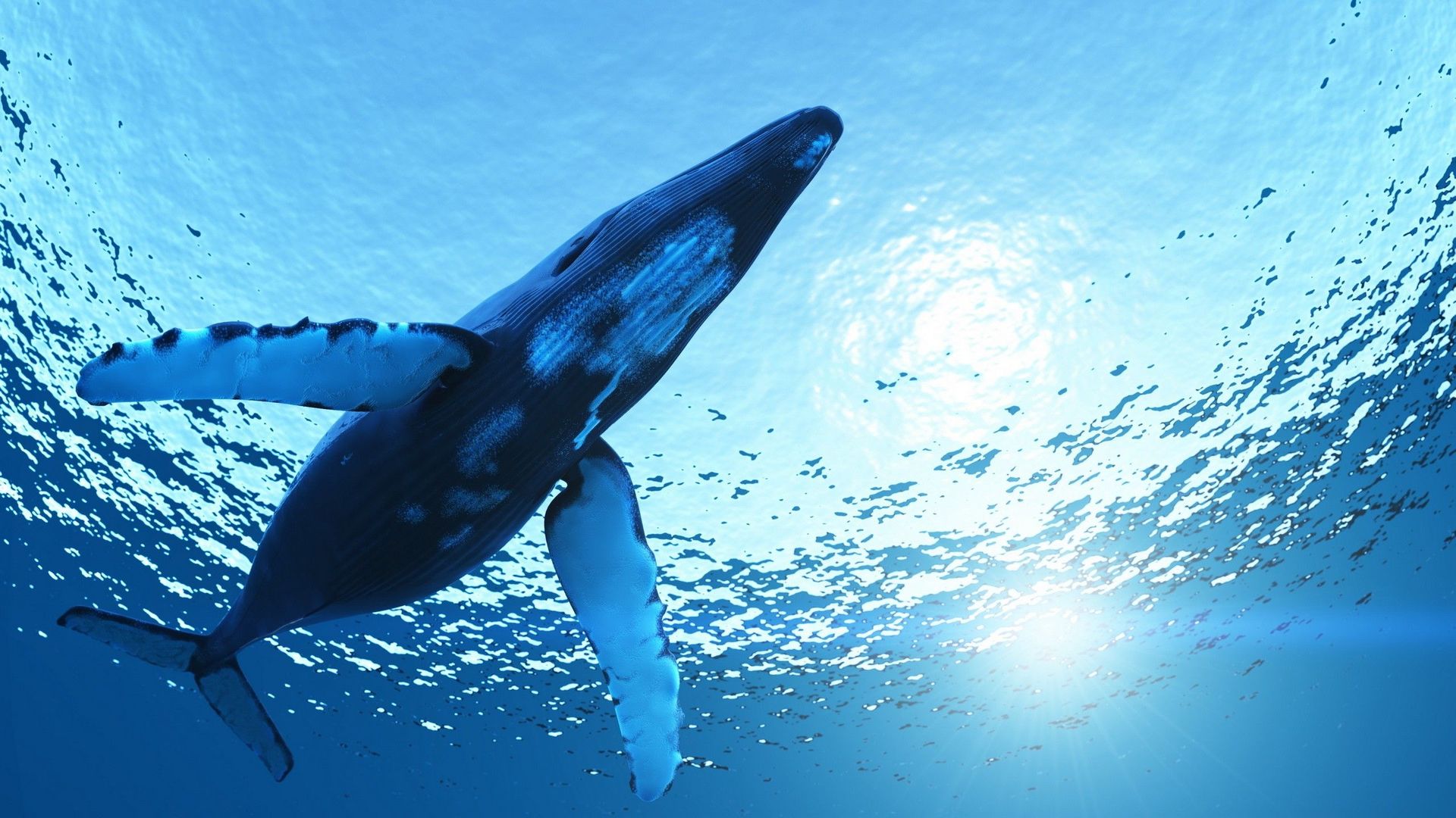 Новите движения на Биткойн китовете може да предизвикат повече волатилност от обикновено