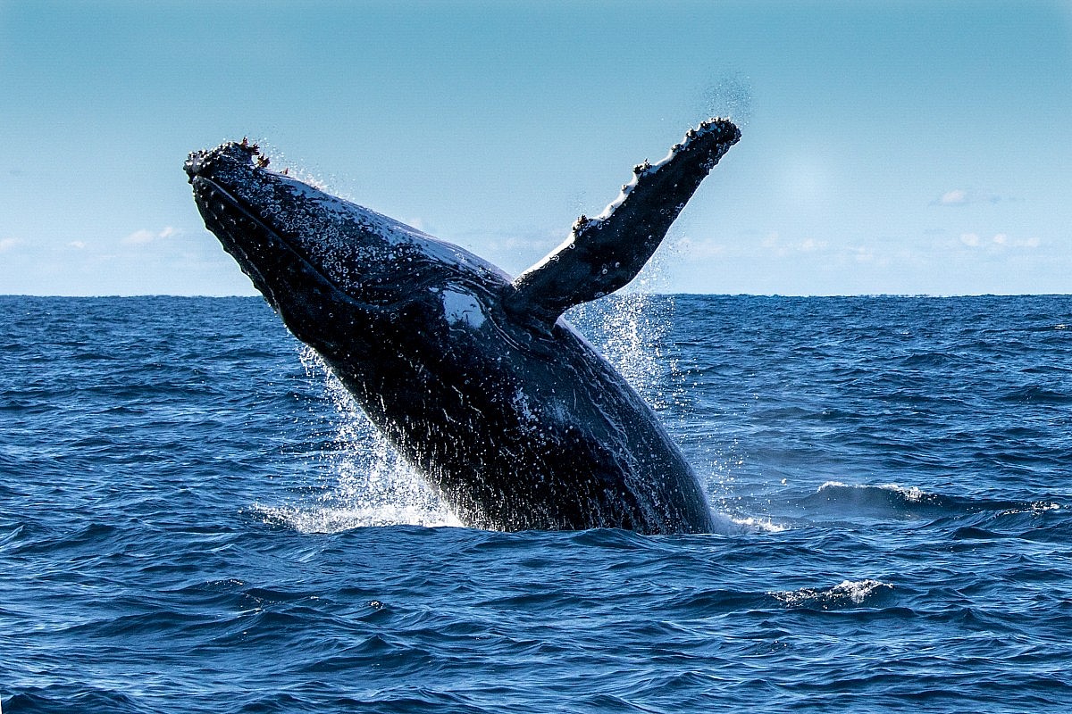 Крипто кит мести $57 милиона в Етериум след новината за забавяне на Constantinople