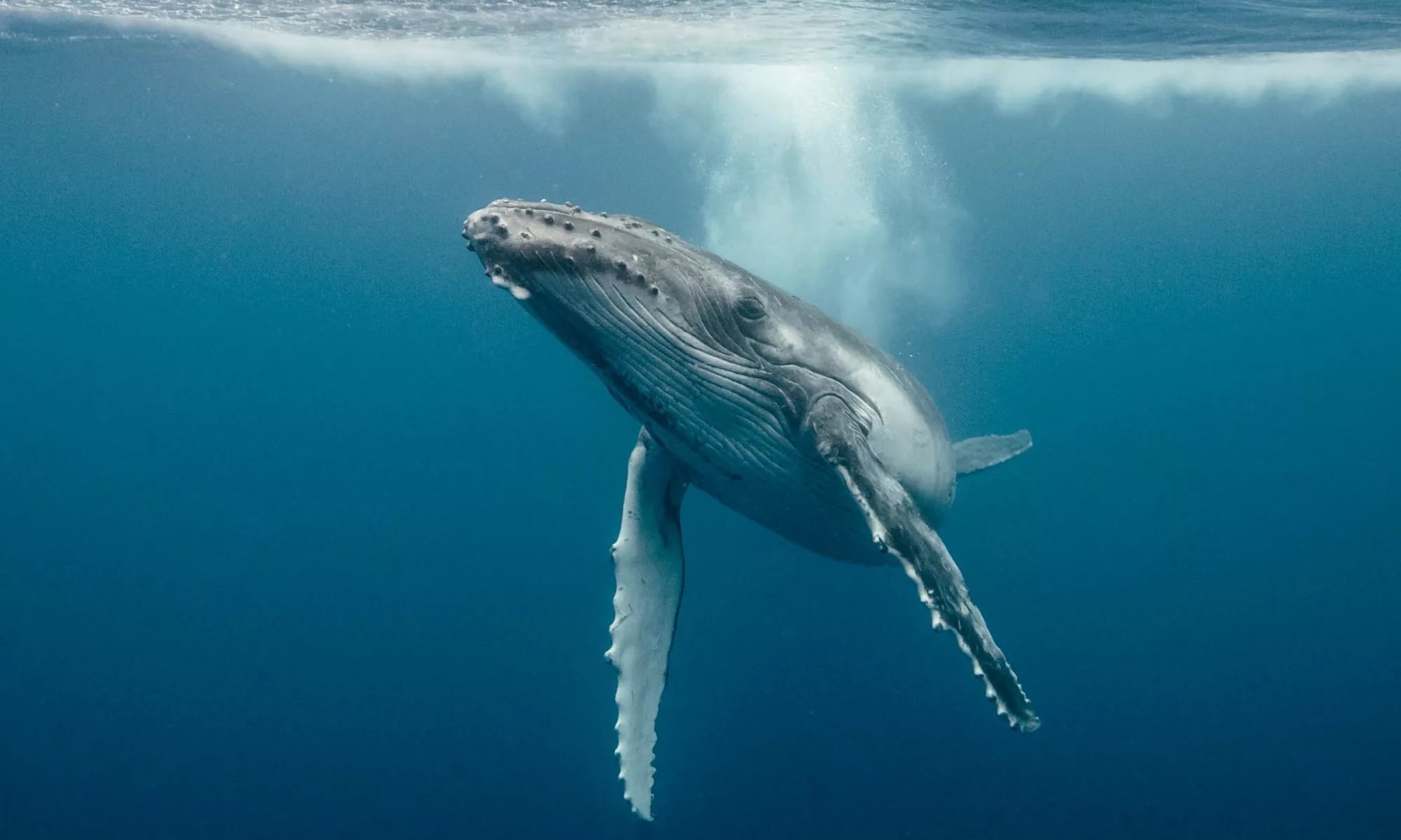 Крипто кит се опитва да скрие 5% от общото предлагане на Етериум