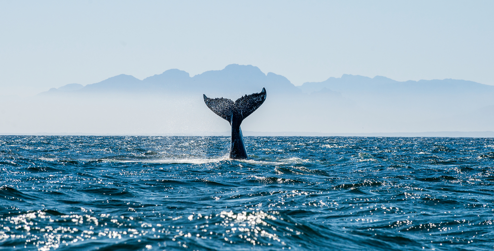 Биткойн кит прехвърля 94 000 BTC в борсата Huobi