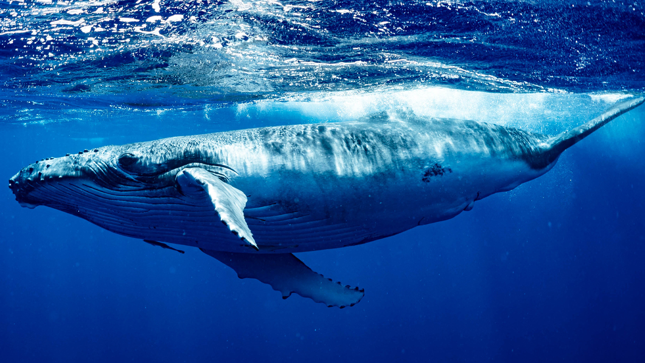 Крипто китовe преместиха $750 милиона за един ден