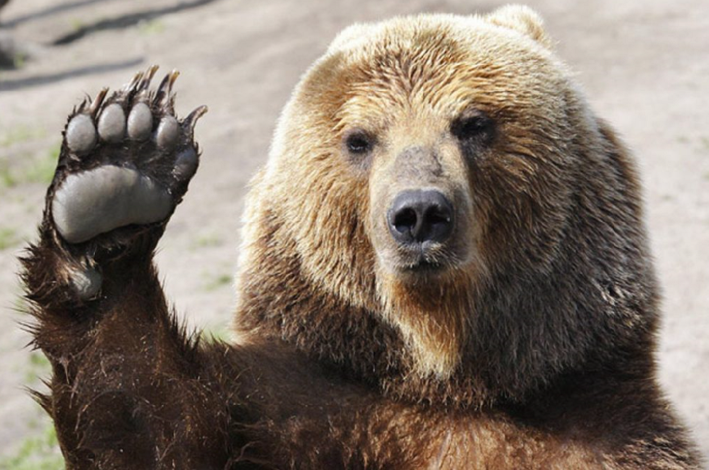 Известен блокчейн анализатор предполага, че Биткойн (BTC) мечките ги очакват