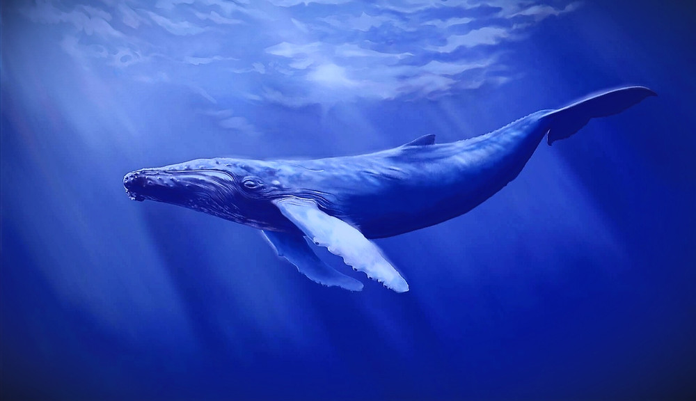 Докато пазарът започва да възвръща бичия си импулс крипто китовете