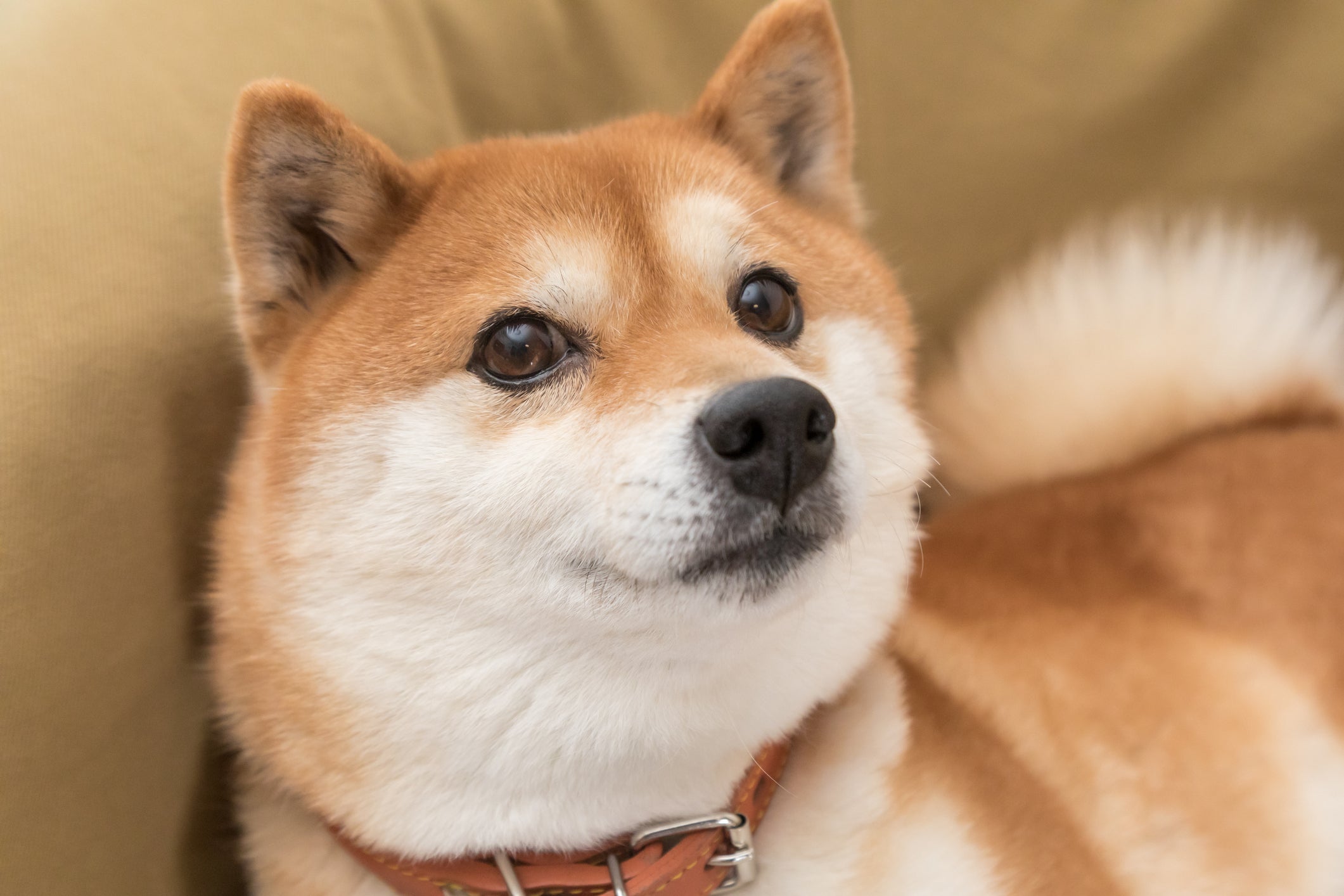Копие на Dogecoin и Shiba Inu скочи с 50% за седмица
