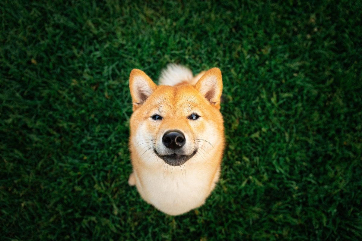 Dogecoin DOGE отбеляза забележителен ръст през миналата седмица подкрепен от