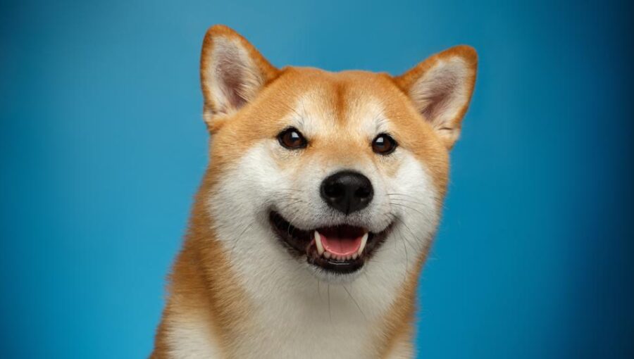 Dogecoin е екзистенциална заплаха за криптовалутите, според основателя на Cardano