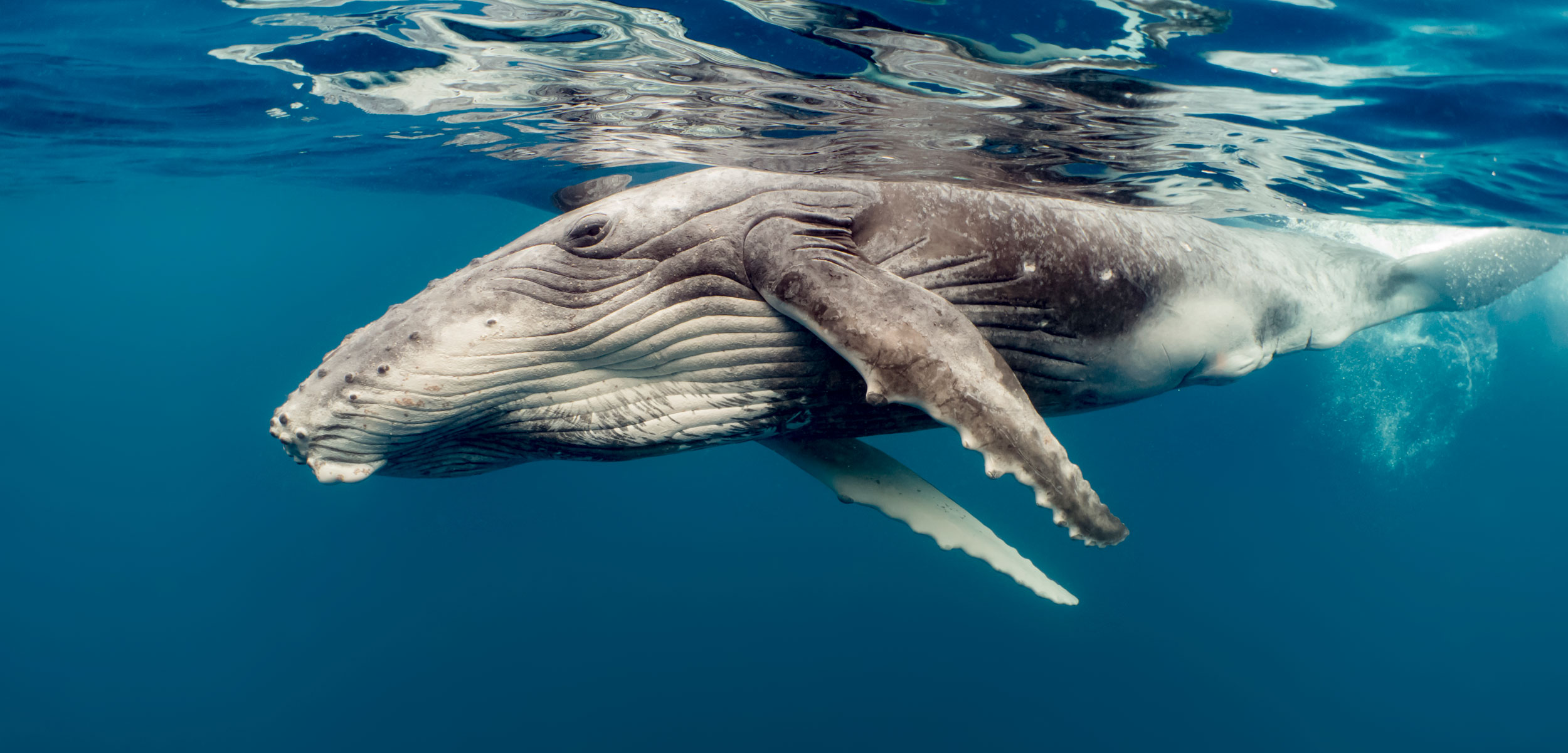 Крипто кит прехвърли Биткойн на стойност близо $1 милиард за нищожна такса