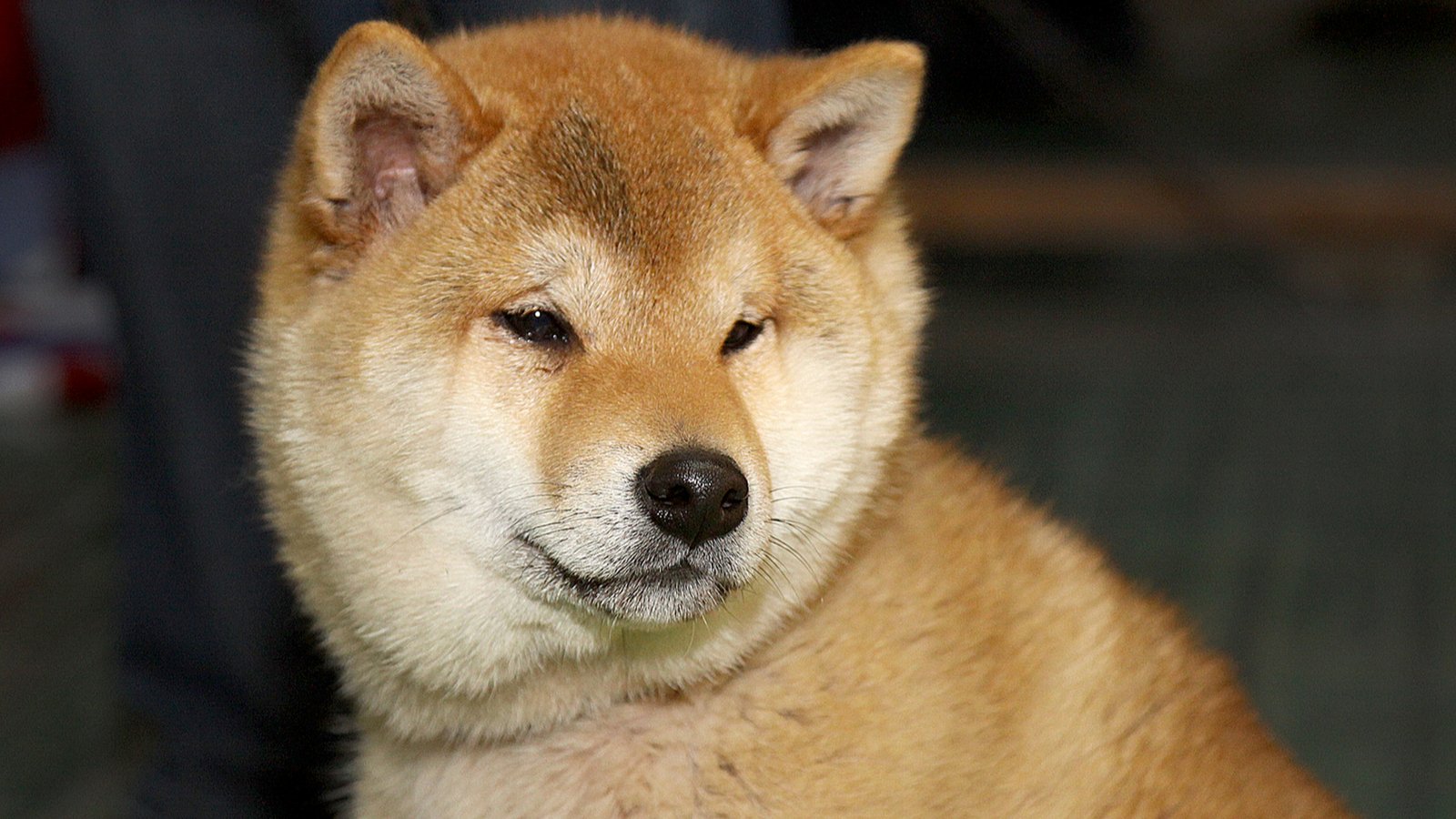 Заслужава ли си да държите Shiba Inu?