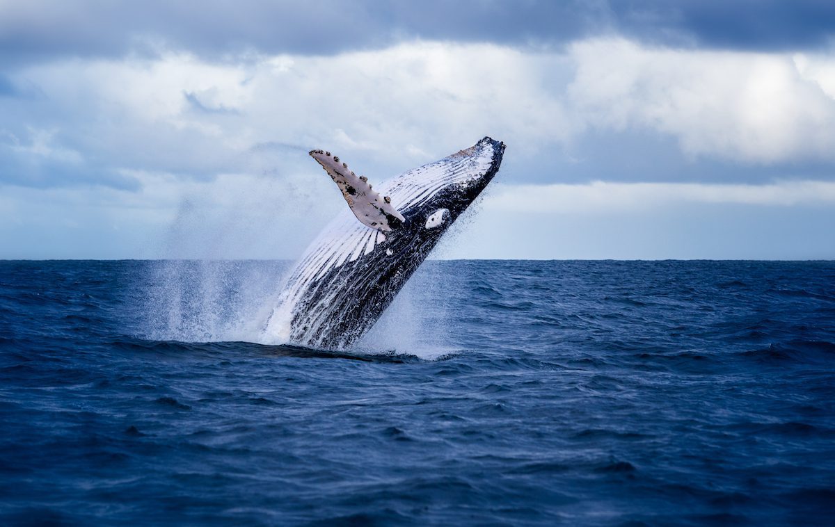 Според информацията двама различни големи притежатели на криптовалута китове са