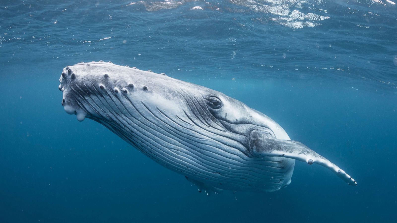 Според ончейн данни крипто кит е участвал в значителна търговия