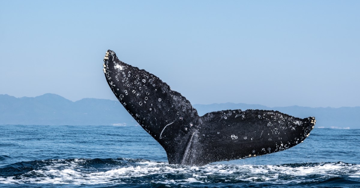 Според последните данни от WhaleAlert крипто китовете създават вълнение в