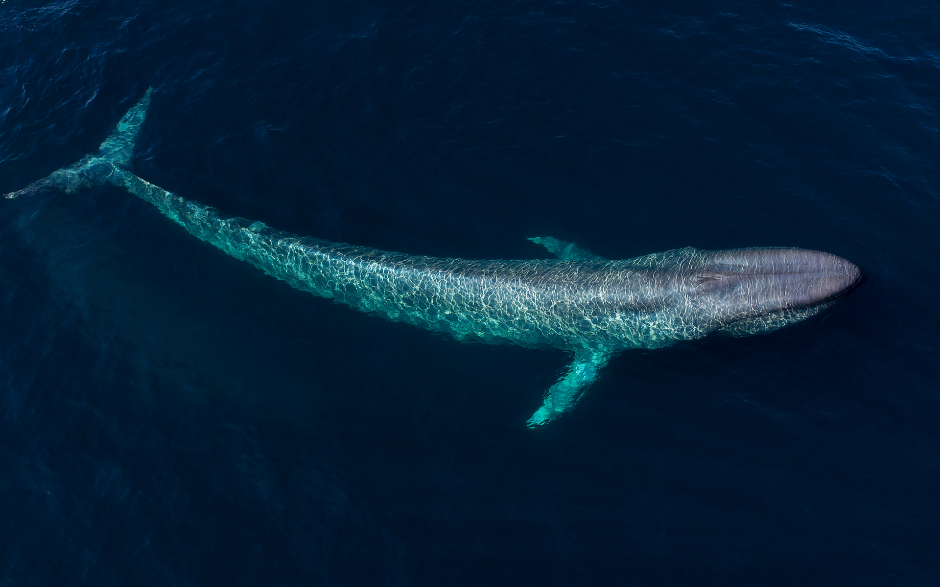 Скорошни разкрития от Whale Alert разкриват движение надхвърлящо 350 милиона