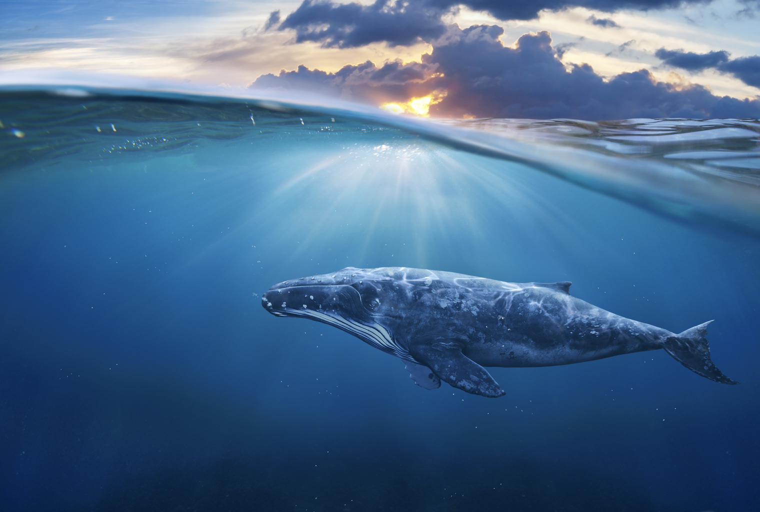 Биткойн китове прехвърлиха близо $1,5 милиарда за 24 часа