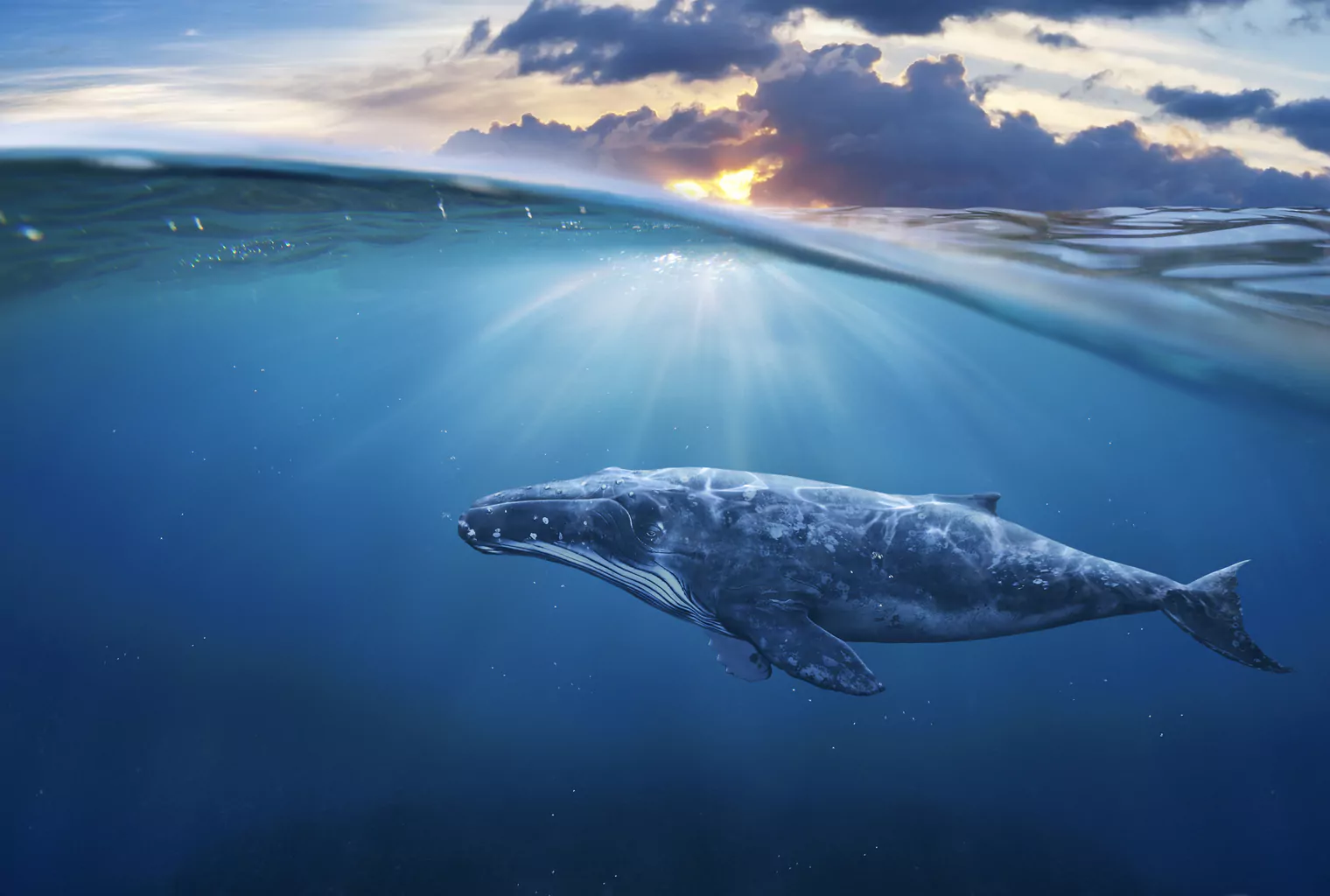 Крипто кит прехвърли алткойн на стойност $1,1 милиарда за такса под $10