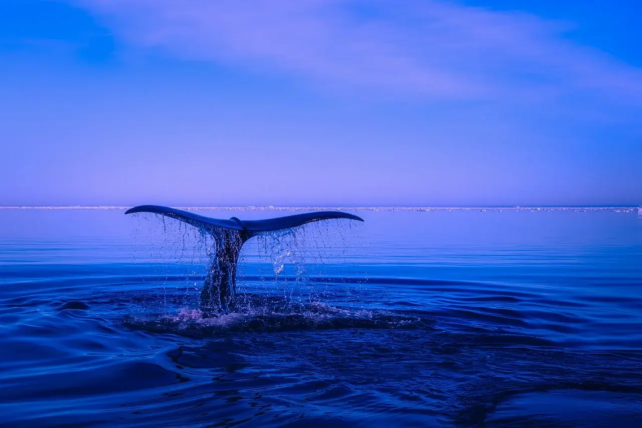 Крипто китовете раздвижват пазарите с транзакции за милиони долари