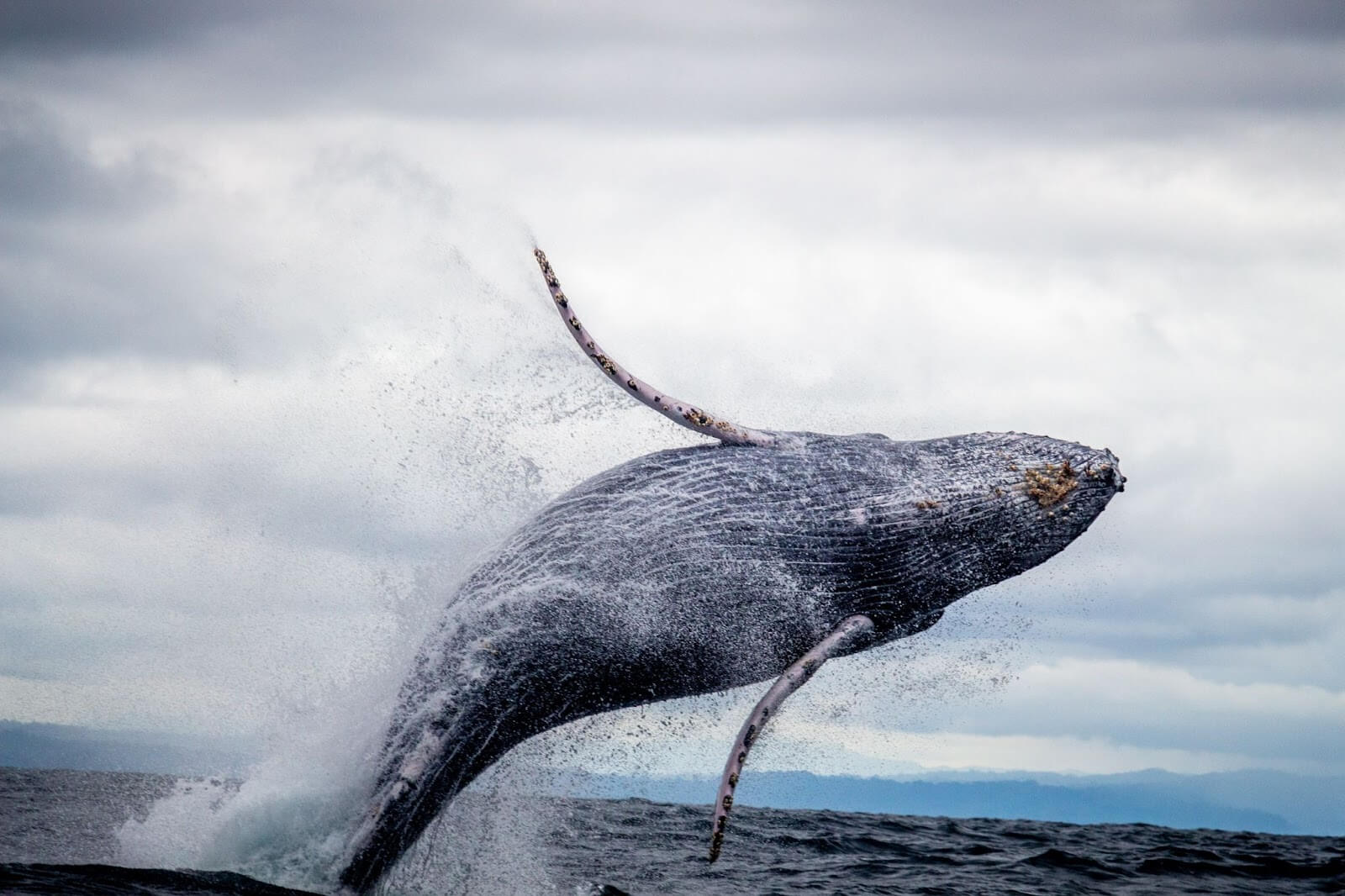 Крипто китовете местят стотици милиони в Биткойн и още 4 криптовалути