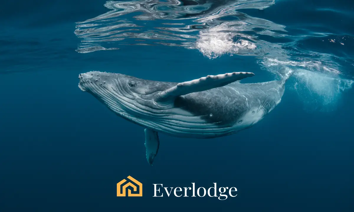 Наблюдение на пазара: Етериум ETF привлича интереса на традиционните финансови институции, нов алткойн привлича китовете