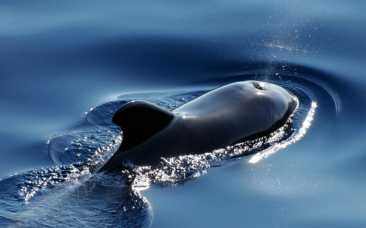 През уикенда крипто кит изтегли от борсата Bitfinex в рамките