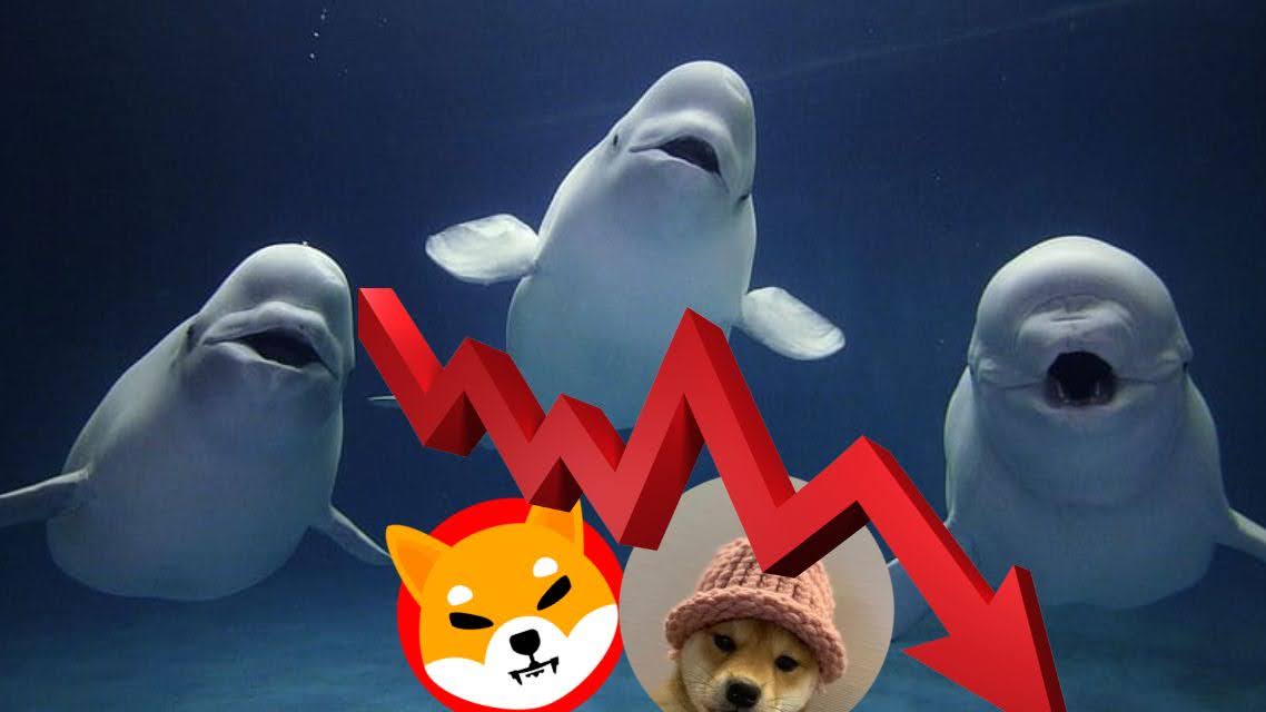 SHIB и WIF се сблъскват с разпродажби от страна на китове, докато тази криптовалута се очертава като следващата голяма възможност за 99,000% печалба!