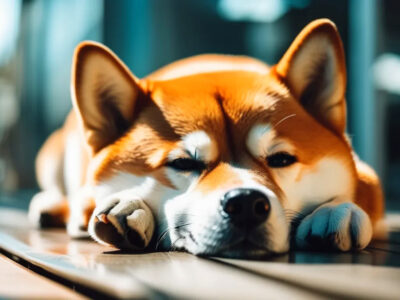 Shiba Inu (SHIB) пада до ново дъно за 2025 г., плашейки крипто инвеститорите