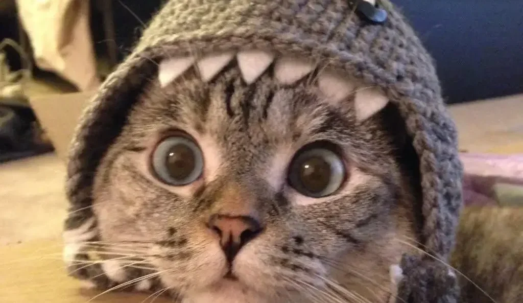 Popcat